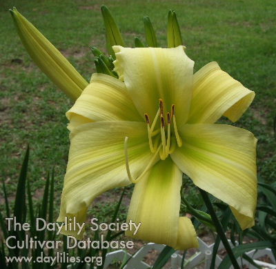 Daylily Lillian's Woman's Touch
